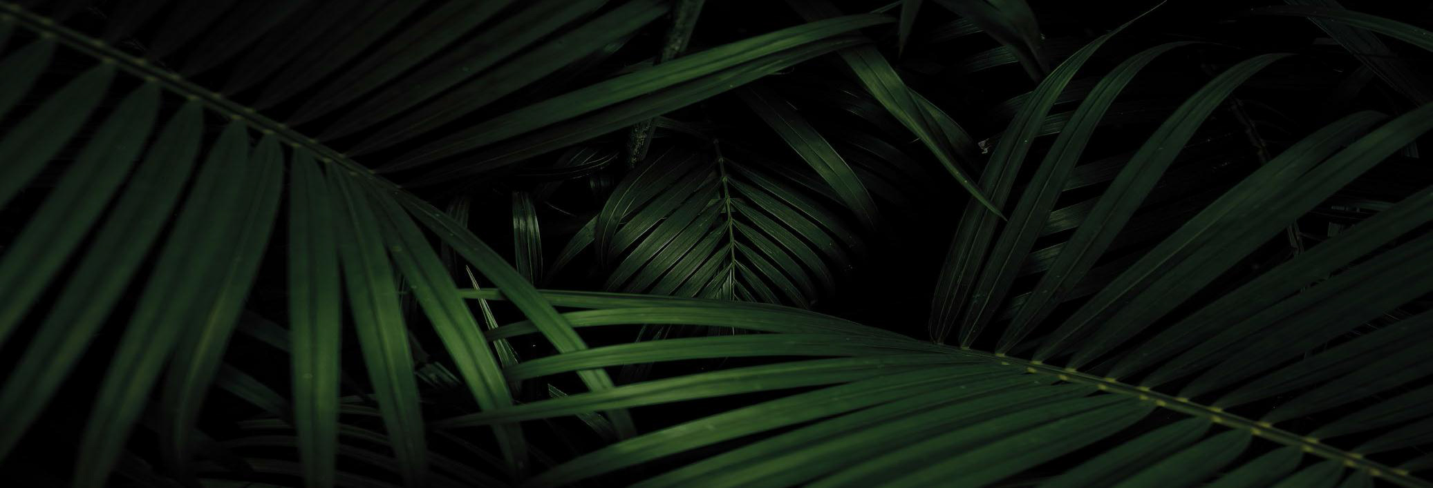 Palm Garden Dist 2